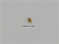 藏品(夜蛾科)的圖片